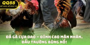 Đá gà cựa dao