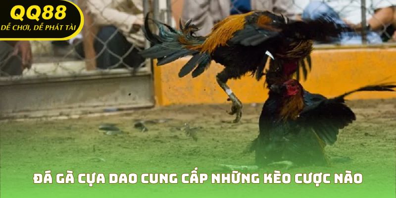 Các lựa chọn cược đa dạng khi xem đá gà cựa dao