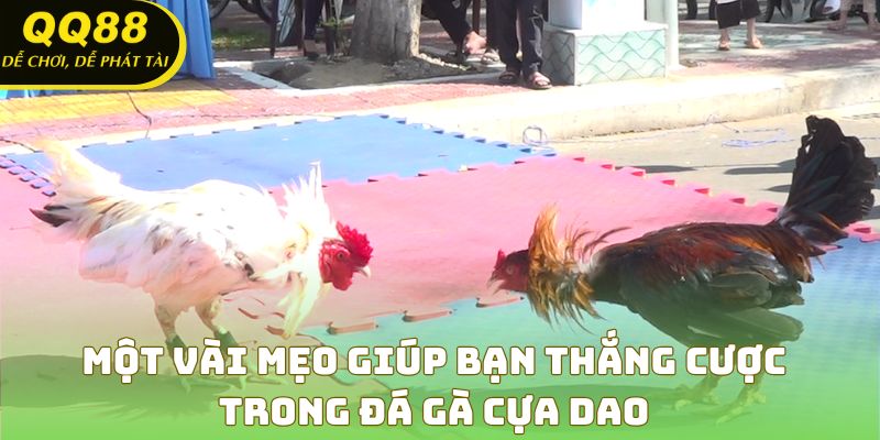 Bí quyết chọn gà và đặt cược thông minh khi chơi đá gà cựa dao