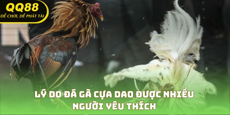Tại sao đá gà cựa dao lại thu hút đông đảo người xem?