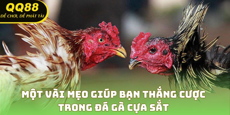 Bí quyết soi kèo và đặt cược hiệu quả trong đá gà cựa sắt