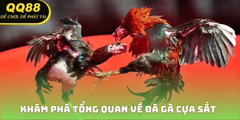 Tổng quan về sự hấp dẫn của đá gà cựa sắt