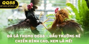 Đá Gà Thomo