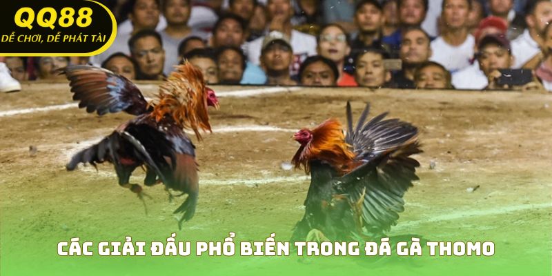 Những giải đấu kịch tính bạn không nên bỏ lỡ tại đá gà Thomo